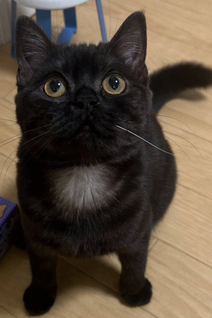黒猫