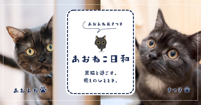 あおねこ日和 | 黒猫と過ごす、癒しのひととき。